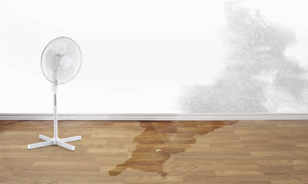 Best Professional water damage repair  in Lake Isabella, CA
